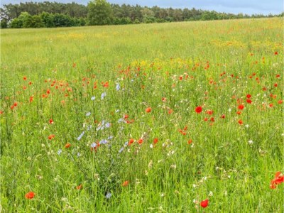 Holiday house exklusives skandinavisches Ferienhaus - Environment photo 23