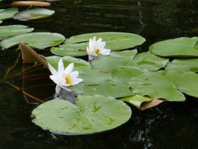 Holiday house Ferienhaus mit Sauna im Ferienpark Mirow - Environment photo 22