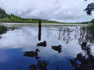 Holiday house Ferienhaus mit Sauna im Ferienpark Mirow - Environment photo 44