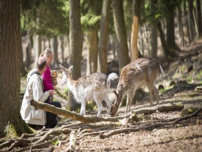 Apartment Glamping Stay in the Ardennes - Environment photo 14