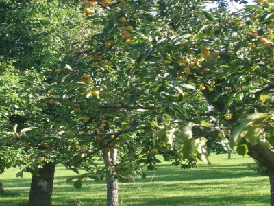 Apartment Ferienhaus in Grand Est - Environment photo 37