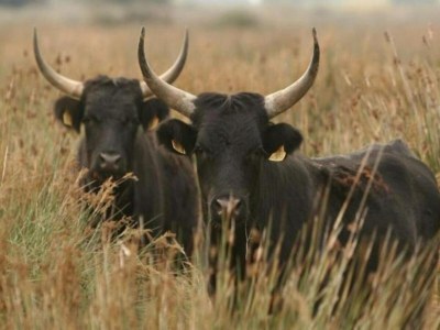 Apartment Gemütliche Wohnung am Meer - Environment photo 38