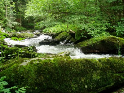 Holiday apartment Ferienapartment Zum Sonnenhügel Ferienwohnung " Waldheimat " - Environment photo 25