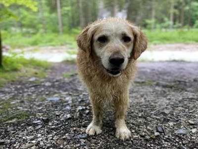 Apartment Wohnung in Hollersbach am Skilift - Outdoor photo 33