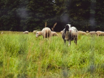 Chalet Bospark Lunsbergen - LB 68 - Outdoor photo 15