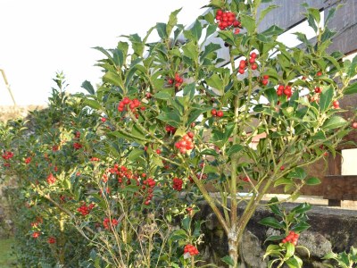 Holiday house Vuelta Abajo - Outdoor photo 6