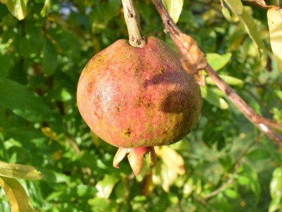 Holiday house Vuelta Abajo - Outdoor photo 10