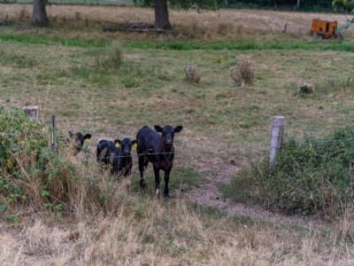 Holiday park Bauernhaus in Limburg mit Pool für 7 Von Belvilla - Environment photo 22
