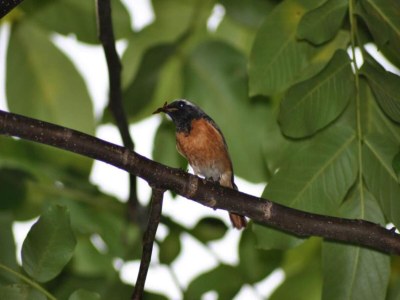Holiday park Bauernhaus in Limburg mit Pool für 7 Von Belvilla - Environment photo 24