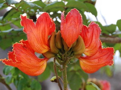 Holiday house Finca "Vista bonita" - Casa Vista - Environment photo 14