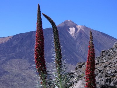Holiday house Finca "Vista bonita" - Casa Vista - Environment photo 15
