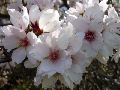 Holiday house Finca "Vista bonita" - Casa Vista - Environment photo 16