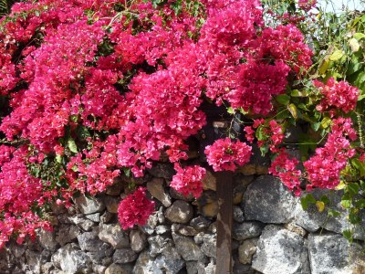 Holiday house Finca "Vista bonita" - Casa Vista - Environment photo 17