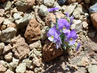 Holiday house Finca "Vista bonita" - Casa Vista - Environment photo 19