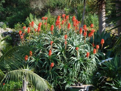 Holiday house Finca "Vista bonita" - Casa Vista - Environment photo 22