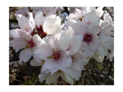 Holiday house Finca "Vista bonita" - Casa Vista - Environment photo 23