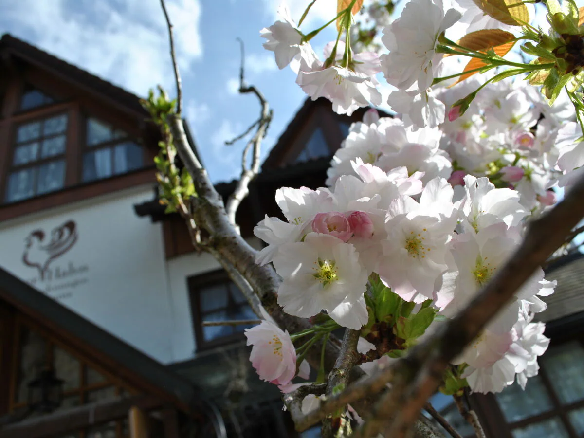 Holiday apartment Superior Appartement Goldender Hahn - Outdoor photo 2