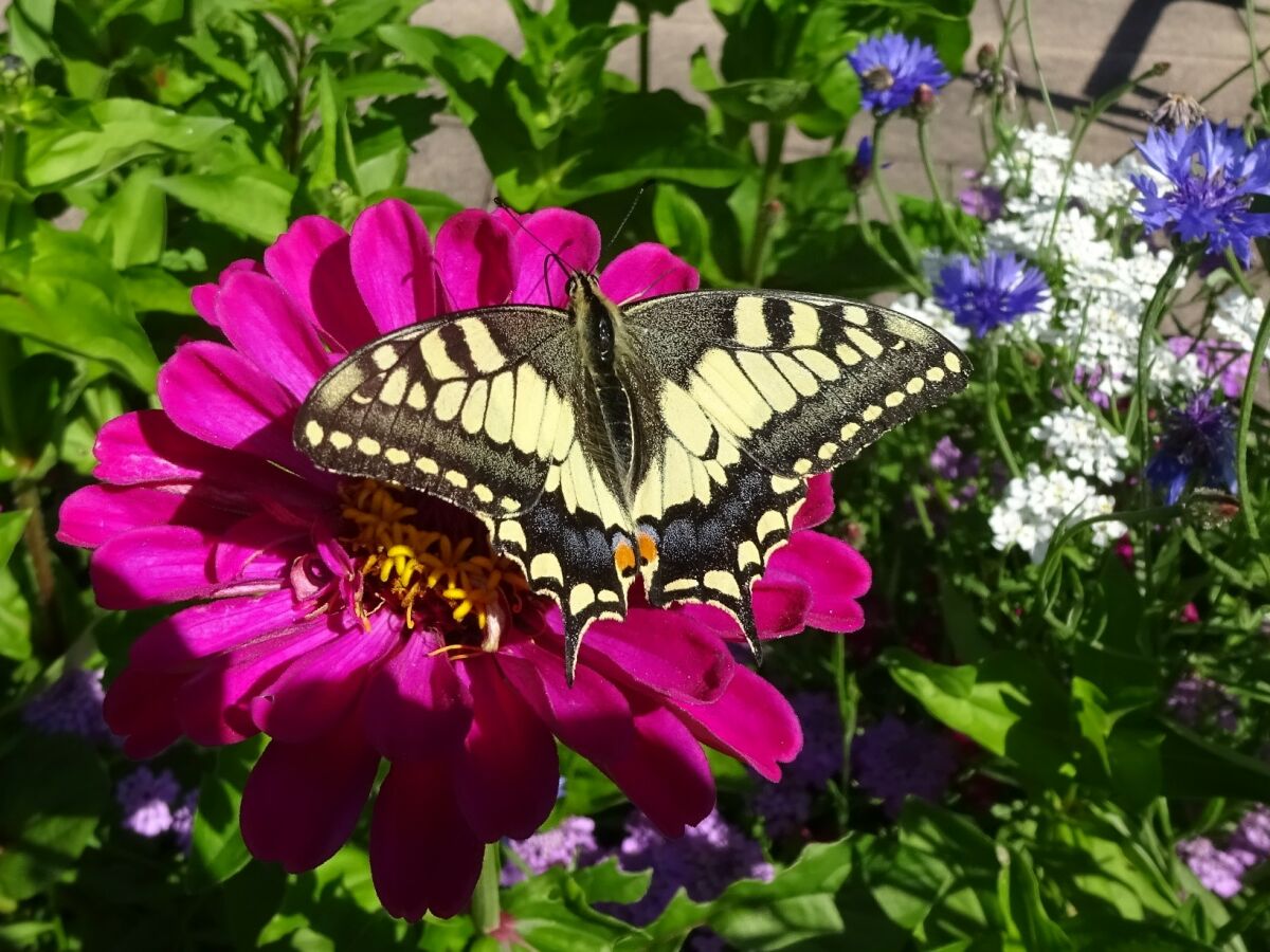 Holiday apartment Holzner-Hof "Hochgern" - Outdoor photo 5