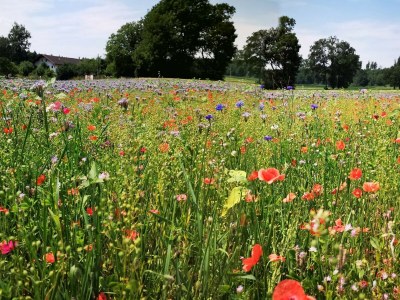 Holiday apartment Holzner-Hof "Hochgern" - Environment photo 21