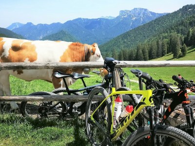 Holiday apartment Holzner-Hof "Hochgern" - Environment photo 25