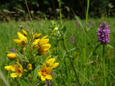 Holiday apartment Holzner-Hof "Hochgern" - Environment photo 26