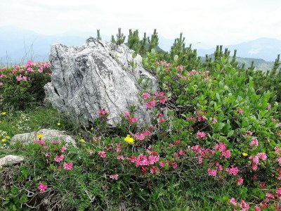 Holiday apartment Holzner-Hof "Hochgern" - Environment photo 30
