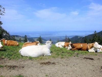 Holiday apartment Holzner-Hof "Hochgern" - Environment photo 34