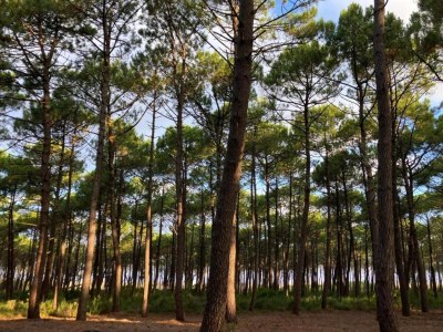 Holiday park Apartment in Biscarosse near Sandy Beach - Environment photo 28