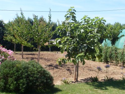 Holiday house Eucalyptus - Outdoor photo 6