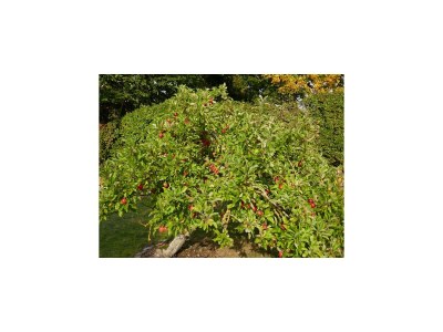 Holiday house Ferienhaus Sturmfrei auf Fehmarn - Outdoor photo 8