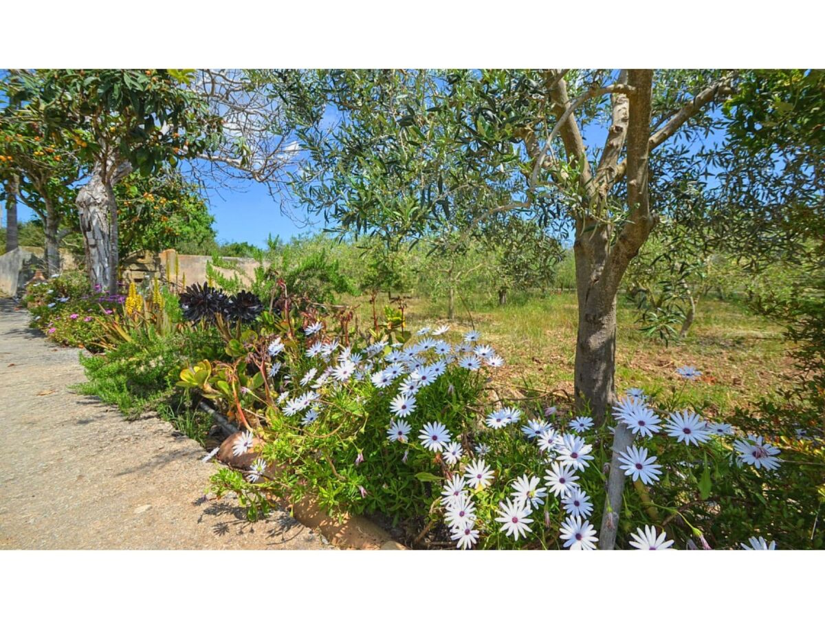 Holiday house Cottage in Búger with Private Pool & Views - Outdoor photo 4