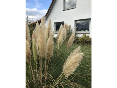 Holiday house Strandhaus Wackerballig - Outdoor photo 7