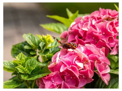 Apartment 4-Bett-Ferienwohnung BuchenBlick - Outdoor photo 17