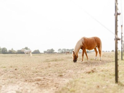Apartment Family-Friendly Stay, Ostsee - Environment photo 21