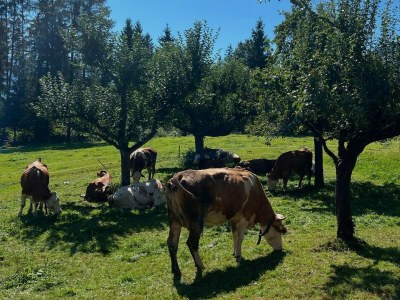 Holiday apartment Apartments Bohrerhof - Outdoor photo 9