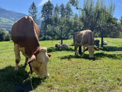 Holiday apartment Apartments Bohrerhof - Outdoor photo 10