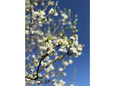 Apartment Achentaler Bauernhäusl - Outdoor photo 2