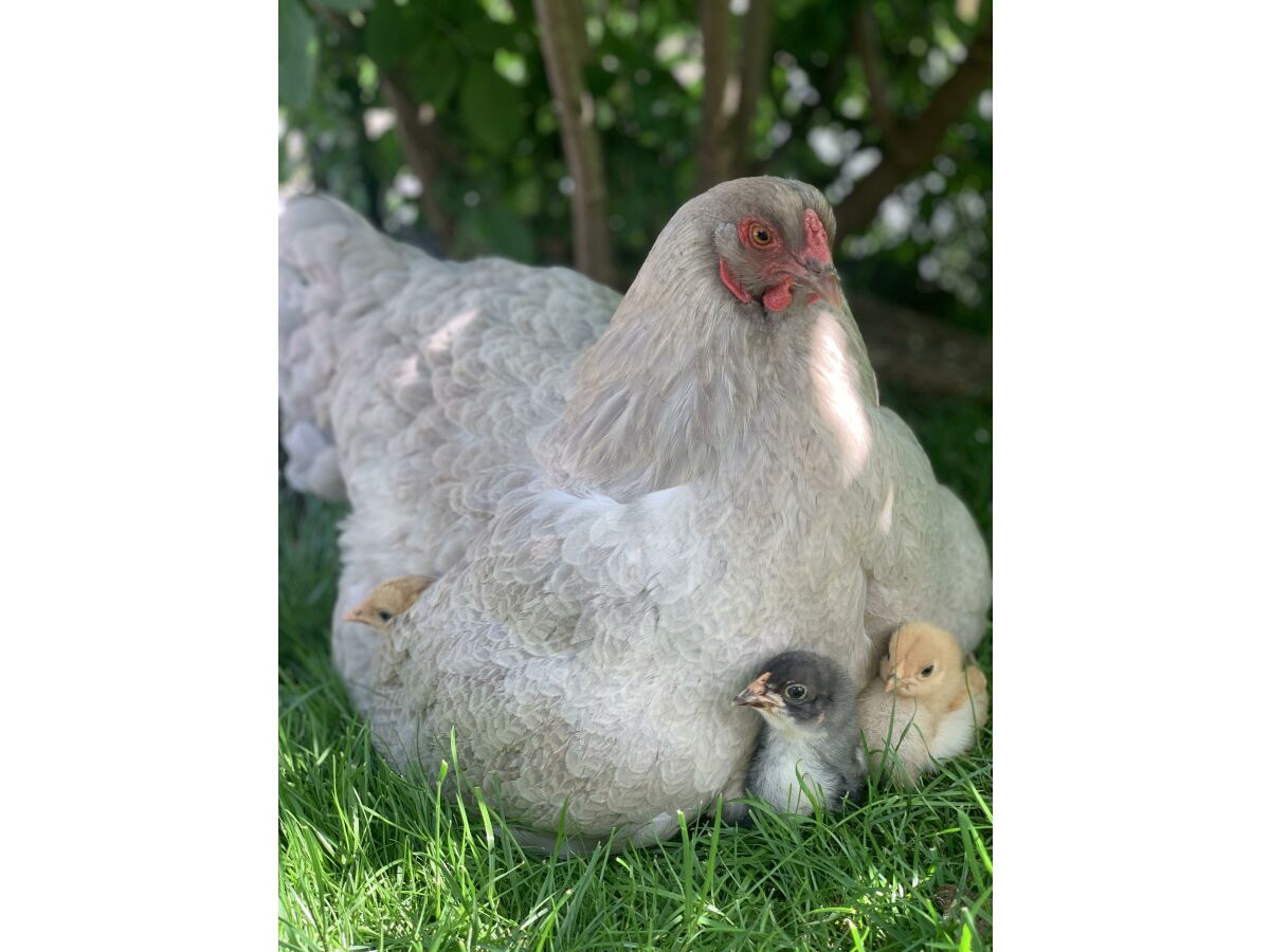 Apartment Bärenblick Achensee - Outdoor photo 4