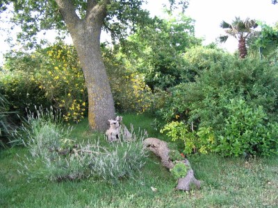 Holiday house Violeta - Outdoor photo 6