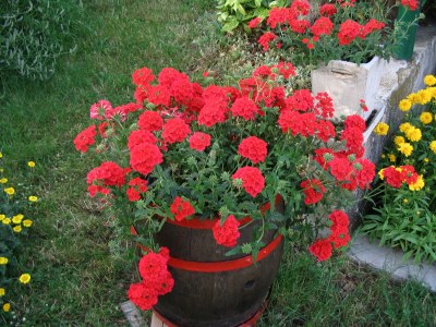 Holiday house Violeta - Outdoor photo 10