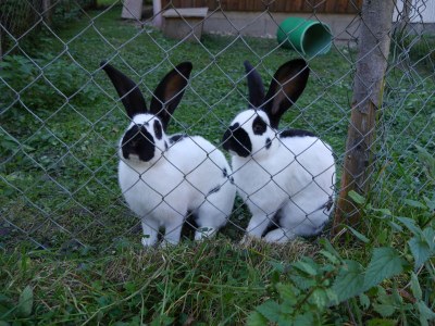 Holiday apartment Spitztstein on the Bergerhof - Outdoor photo 6