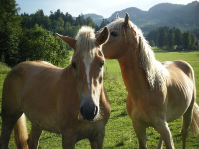 Holiday apartment Spitztstein on the Bergerhof - Outdoor photo 7