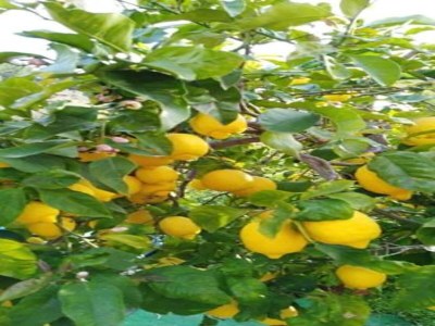 Bungalow Bungalow in Malgrat near Golden Beaches - Environment photo 22