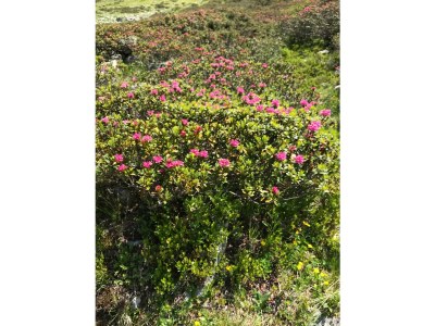 Apartment "TOP 1"/2 Schlafräume/DU/WC - Outdoor photo 17