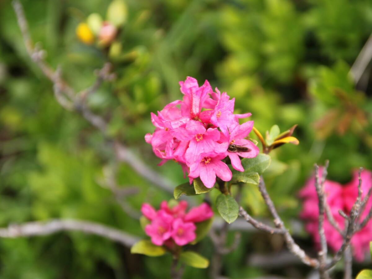 Apartment Wohnung 3-6 Pers./2 Schlafräume/DU/WC - Outdoor photo 4