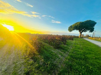 Holiday park Maisonette in Aigues-Mortes bei Flamingos - Environment photo 25