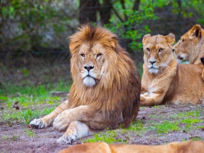 Holiday house Luxuszelt im Serengeti Park - Outdoor photo 26