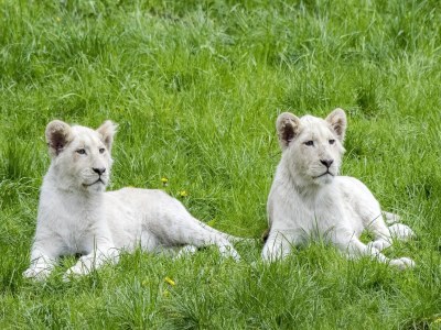 Holiday house Luxuszelt im Serengeti Park - Outdoor photo 27
