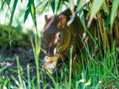 Holiday house Luxuszelt im Serengeti Park - Outdoor photo 33