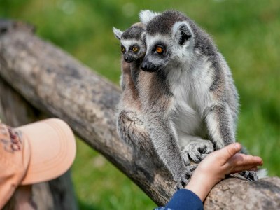 Holiday house Luxuszelt im Serengeti Park - Outdoor photo 40